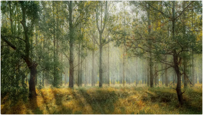 澳门人·威尼斯(中国)官方网站